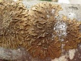 Melanelixia subaurifera image