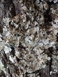 Lobaria amplissima image