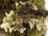 Pseudocyphellaria aurata image