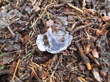Hydnellum caeruleum image