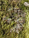 Nephroma laevigatum image