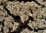 Pannaria rubiginosa image