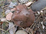 Gomphidius glutinosus image