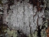 Pertusaria amara f. amara image