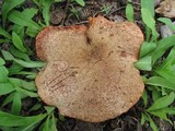 Suillus lakei image