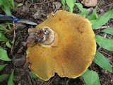 Suillus lakei image