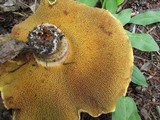 Suillus lakei image