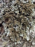 Parmelinopsis minarum image