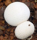 Lycoperdon pratense image