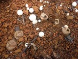 Lycoperdon pratense image