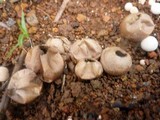 Lycoperdon pratense image