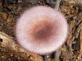 Lentinus strigosus image