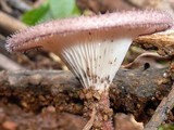 Lentinus strigosus image