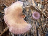 Lentinus strigosus image