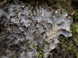 Peltigera praetextata image