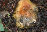 Tricholoma aurantium image