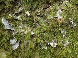 Peltigera malacea image