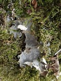 Peltigera malacea image