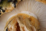 Tricholoma aurantium image