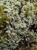 Cladonia squamosa image