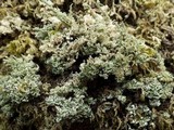 Cladonia squamosa image