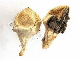 Scleroderma areolatum image