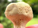 Scleroderma areolatum image