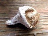 Scleroderma areolatum image