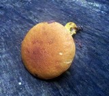Boletus roxanae image