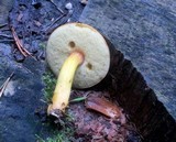 Boletus roxanae image