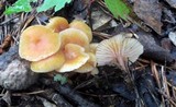 Hygrocybe laeta var. laeta image