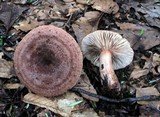 Lactarius quietus image
