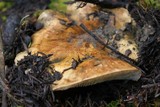 Tricholoma aurantium image
