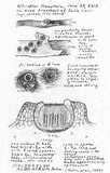 Schizoxylon alboatrum image
