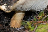 Tricholoma aurantium image