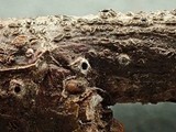 Schizoxylon alboatrum image