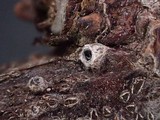 Schizoxylon alboatrum image