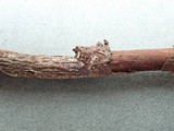Schizoxylon alboatrum image