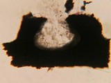 Schizoxylon alboatrum image