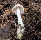 Amanita cinereoconia image