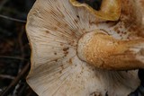 Tricholoma aurantium image