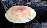Tapinella atrotomentosa image