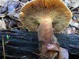 Tapinella atrotomentosa image