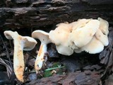 Hydnum repandum var. albidum image