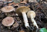 Lactarius mucidus image