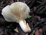 Lentinus levis image