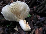 Lentinus levis image
