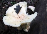 Lentinus levis image