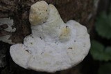 Trametes gibbosa image