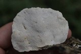Trametes gibbosa image